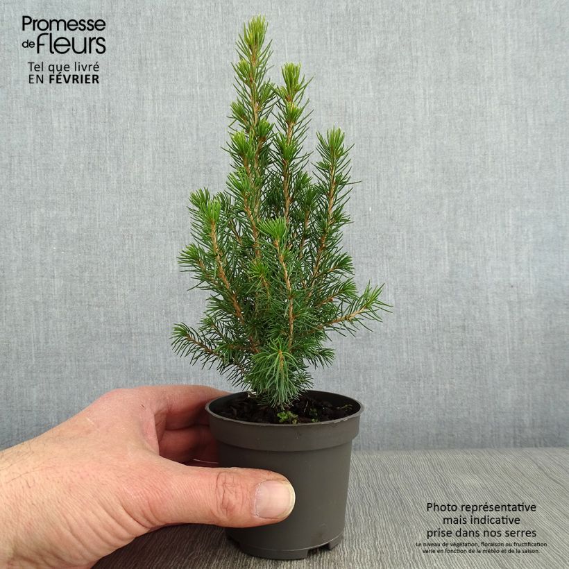 Amostra de Picea glauca Daisy's White Vaso de 8/9 cm tal como entregue no inverno