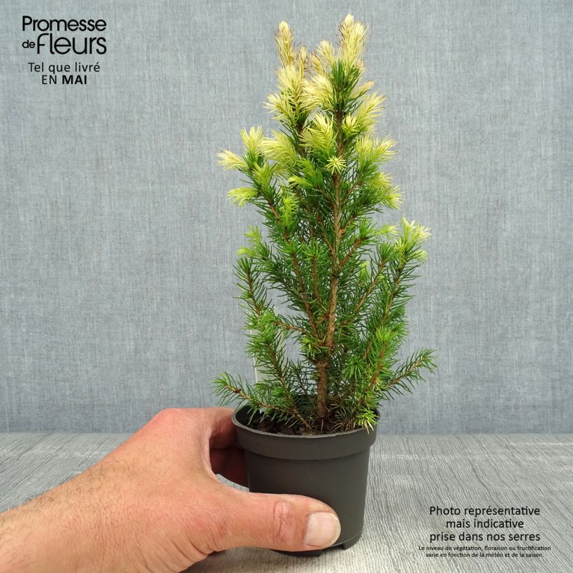 Amostra de Picea glauca Daisy's White Vaso de 8/9 cm tal como entregue na primavera
