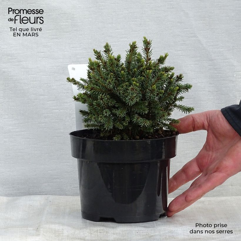 Amostra de Picea glauca Echiniformis Vaso de 2 L/3 L tal como entregue na primavera