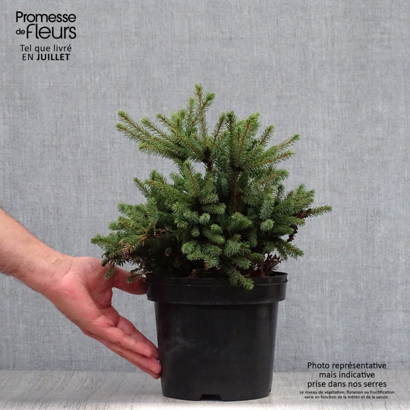 Amostra de Picea glauca Echiniformis Vaso de 2 L/3 L tal como entregue no verão