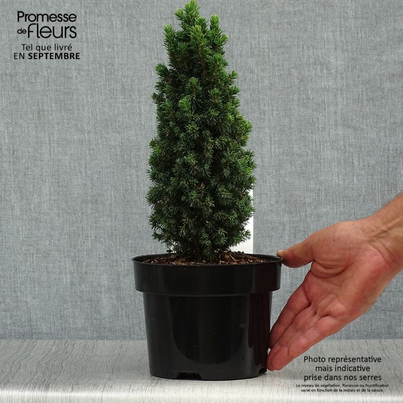 Amostra de Picea glauca Piccolo Vaso de 2 L/3 L tal como entregue no outono