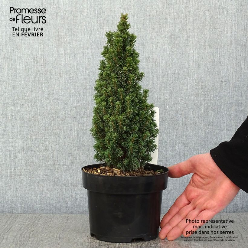 Amostra de Epinette blanche - Picea glauca Piccolo Vaso de 2 L/3 L tal como entregue no inverno