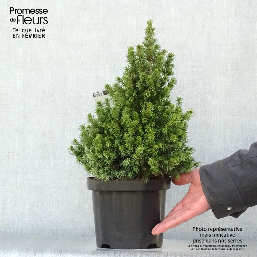 Amostra de Epinette blanche - Picea glauca Rainbow's End          Vaso de 2 L/3 L tal como entregue no inverno