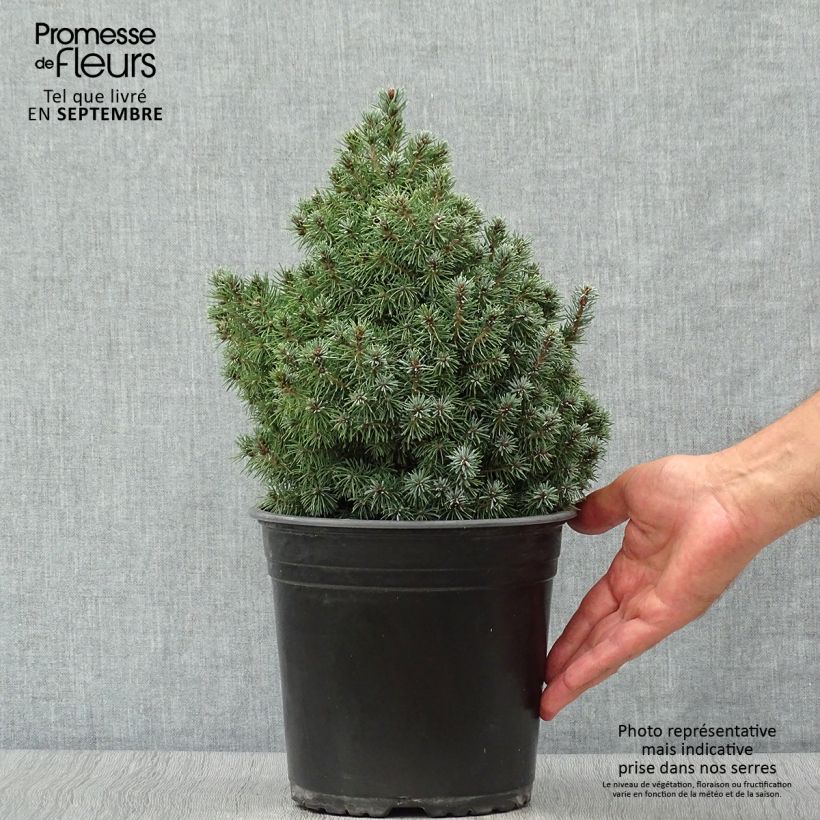 Amostra de Picea glauca Sander's Blue Vaso de 4 L/5 L tal como entregue no outono