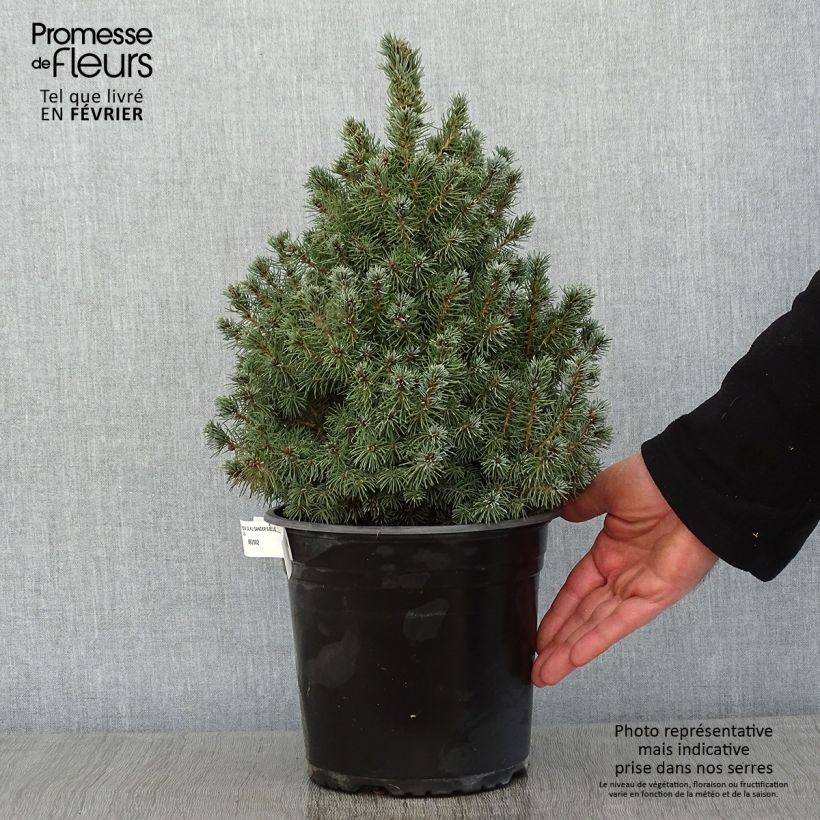Amostra de Epinette blanche - Picea glauca Sander's Blue                       Vaso de 4 L/5 L tal como entregue no inverno