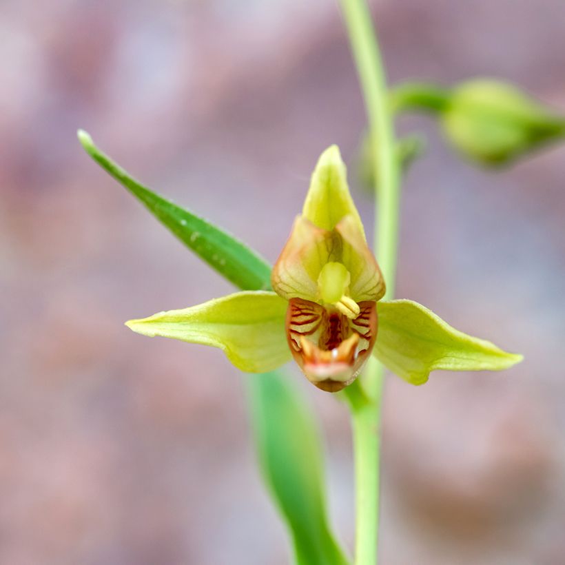 Epipactis gigantea (Floração)