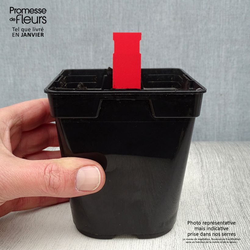 Amostra de Epipactis gigantea Night Serpentine Vaso de 1 L/1,5 L tal como entregue no inverno