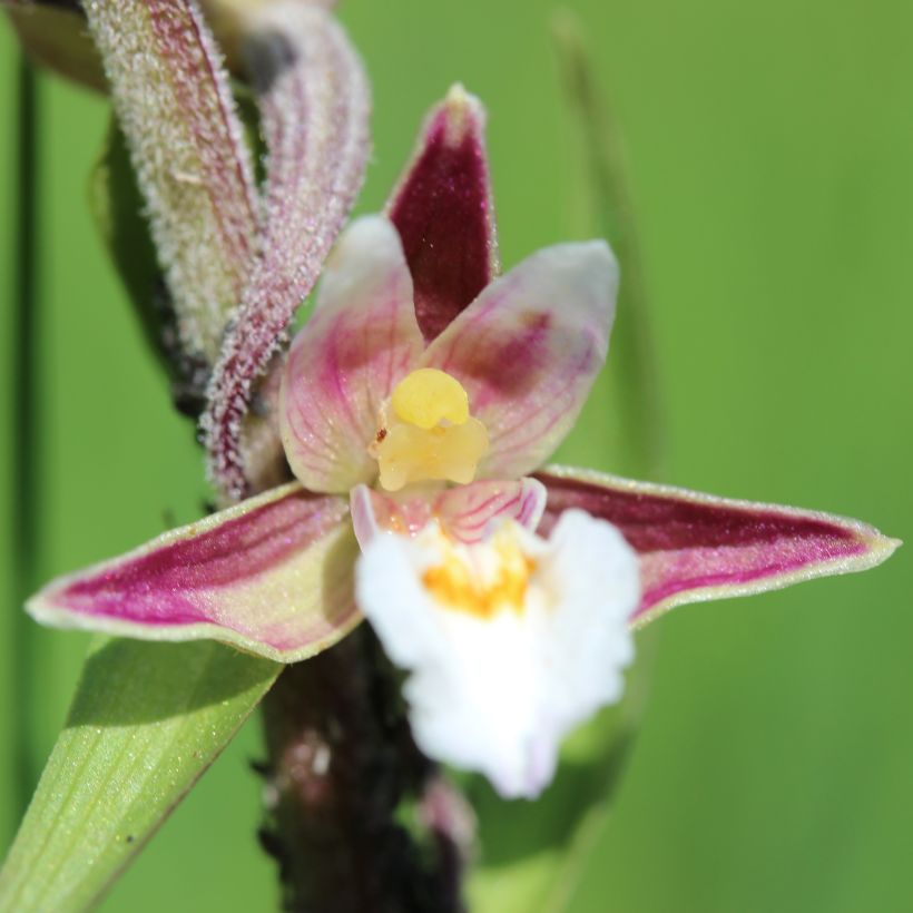 Epipactis palustris (Floração)