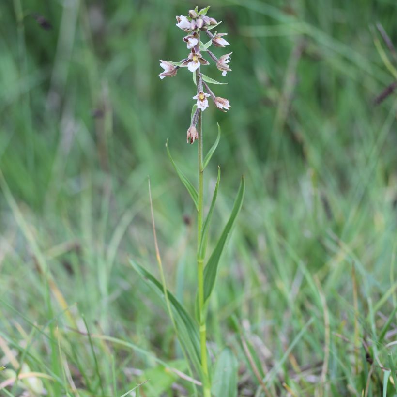 Epipactis palustris (Hábito)