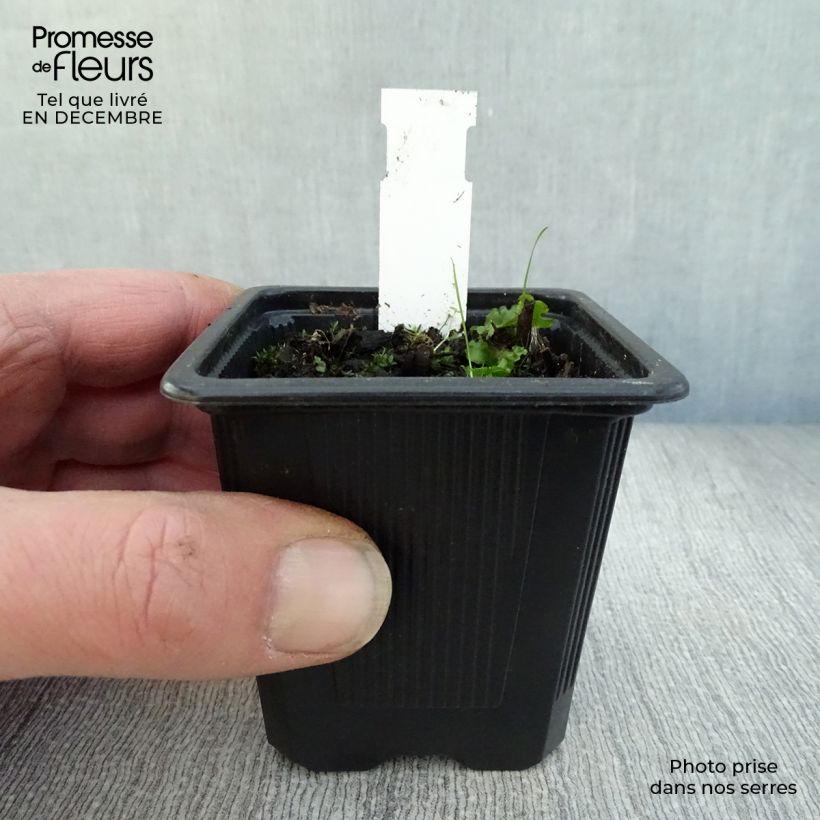 Amostra de Epipactis palustris, Orchidée des marais  Vaso de 8/9 cm tal como entregue no inverno