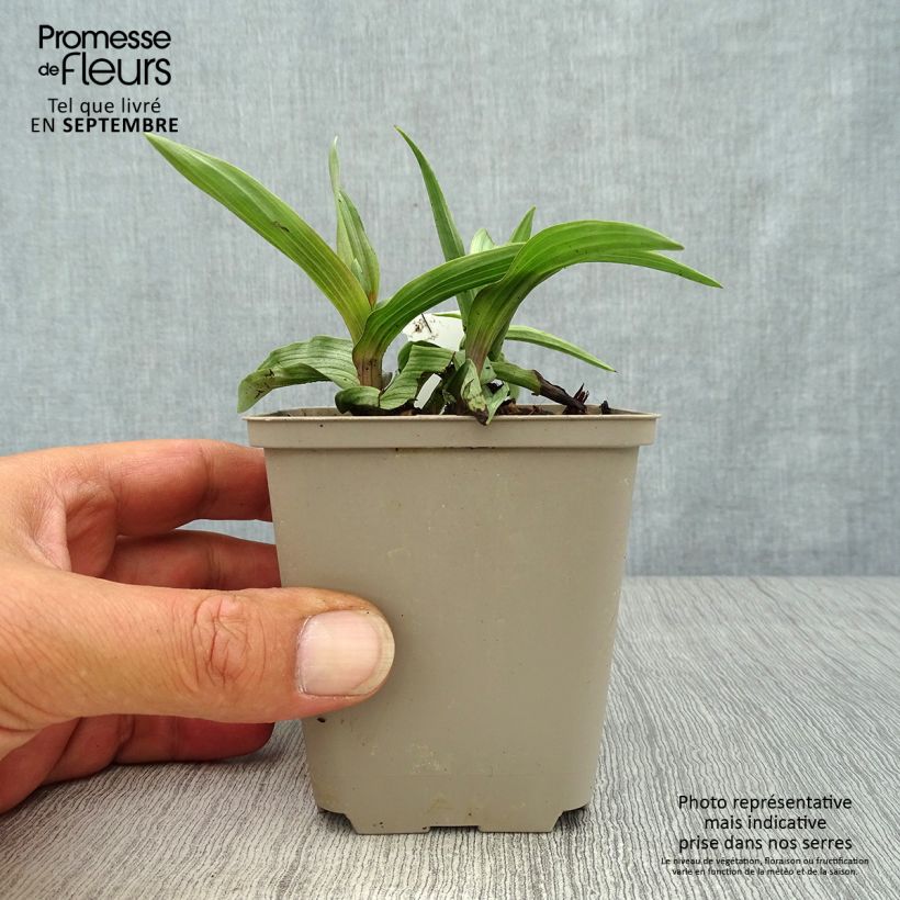 Amostra de Epipactis palustris Vaso de 8/9 cm tal como entregue no outono