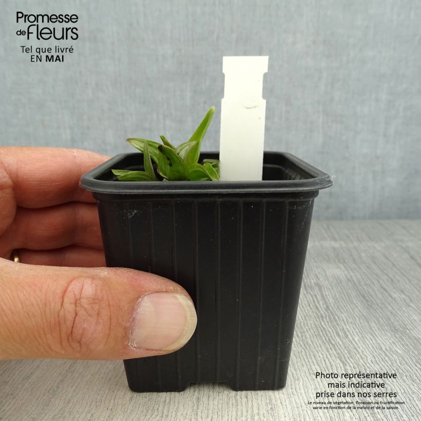 Amostra de Epipactis palustris Vaso de 8/9 cm tal como entregue na primavera