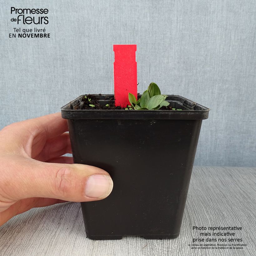 Amostra de Epipactis palustris Vaso de 1 L/1,5 L tal como entregue no outono