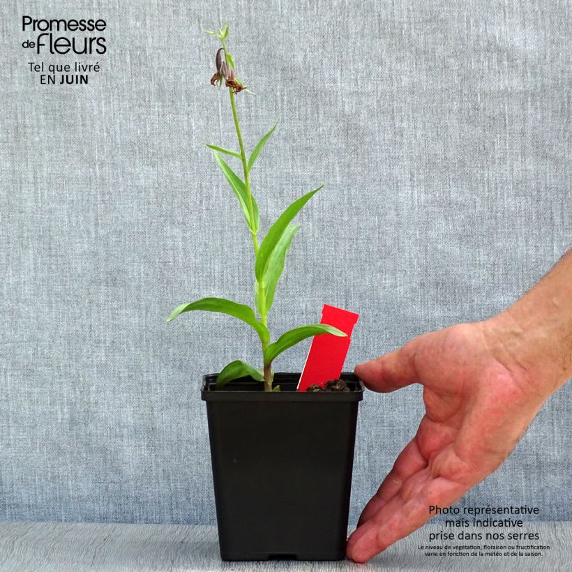 Amostra de Epipactis palustris Vaso de 1 L/1,5 L tal como entregue no verão