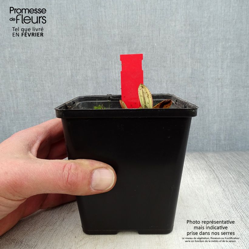 Amostra de Epipactis palustris, Orchidée des marais  Vaso de 1 L/1,5 L tal como entregue no inverno