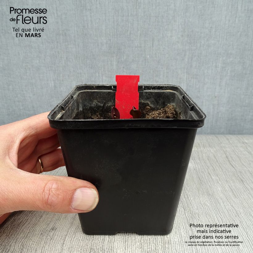 Amostra de Epipactis palustris Vaso de 1 L/1,5 L tal como entregue na primavera