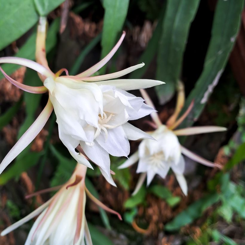 Epiphyllum anguliger - Cacto zig-zag (Floração)