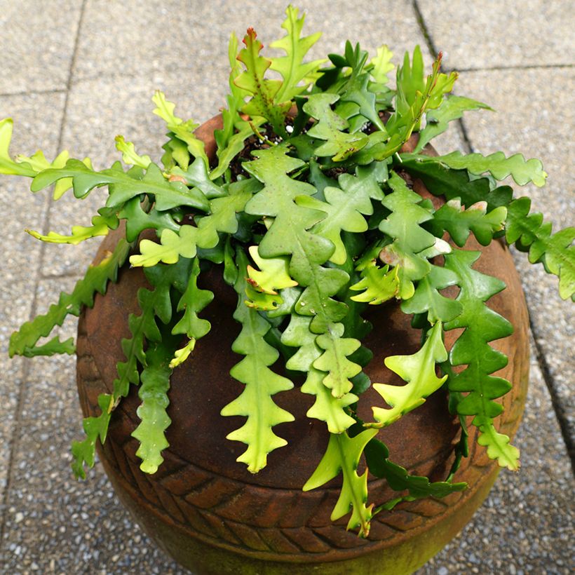 Epiphyllum anguliger - Cacto zig-zag (Hábito)