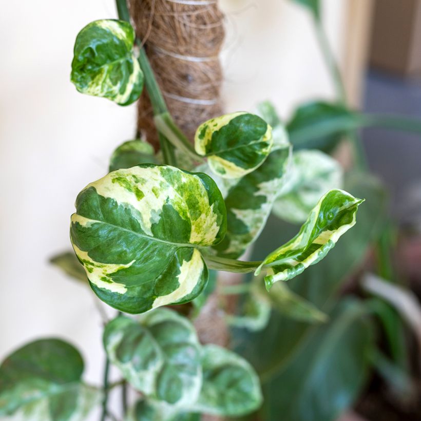 Pothos N'Joy - Epipremnum (Folhagem)