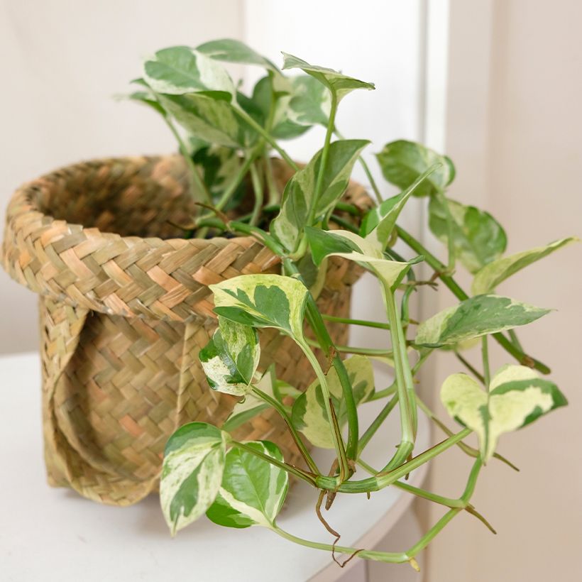 Pothos N'Joy - Epipremnum (Hábito)