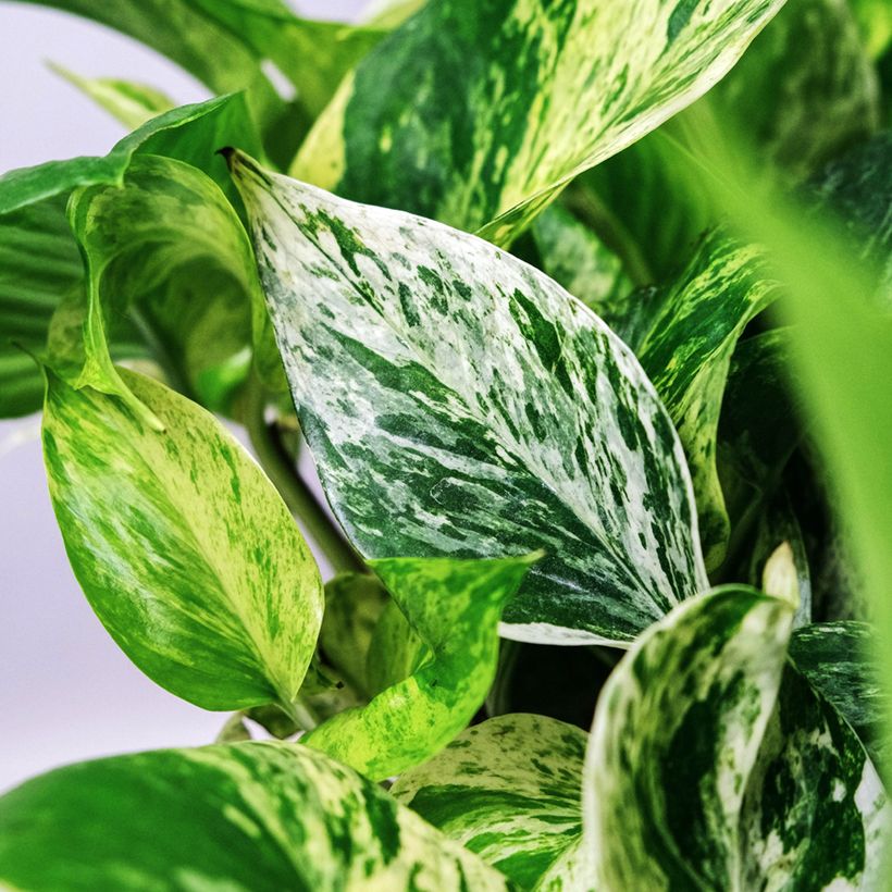 Pothos Marble Queen - Epipremnum aureum (Folhagem)
