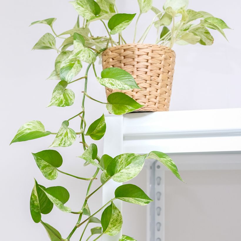 Pothos Marble Queen - Epipremnum aureum (Hábito)