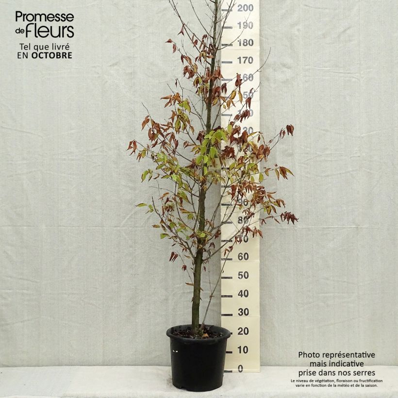 Amostra de Acer carpinifolium Vaso de 7,5 L/10 L, Brasão tal como entregue no outono