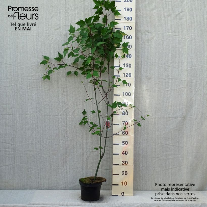 Amostra de Acer capillipes Vaso de 7,5 L/10 L, Brasão tal como entregue na primavera