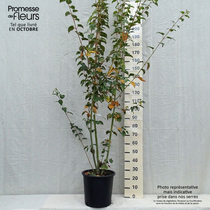 Amostra de Bordo pele de serpente - Acer davidii Vaso de 20 L/25 L tal como entregue no outono