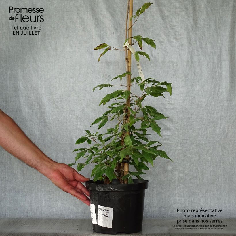 Amostra de Erable à trois fleurs - Acer triflorum Vaso de 4 L/5 L tal como entregue no verão