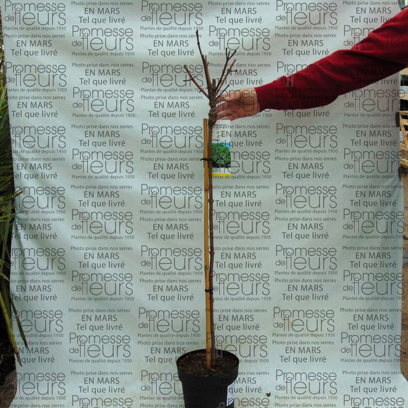 Exemplo de amostra de Erable boule - Acer platanoides Globosum Vaso de 3 L/4 L tal como entregue
