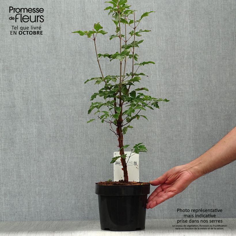 Amostra de Acer griseum Vaso de 3 L/4 L tal como entregue no outono