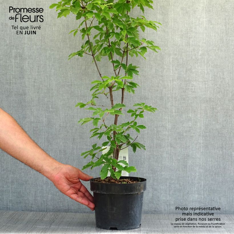 Amostra de Acer griseum Vaso de 3 L/4 L tal como entregue no verão