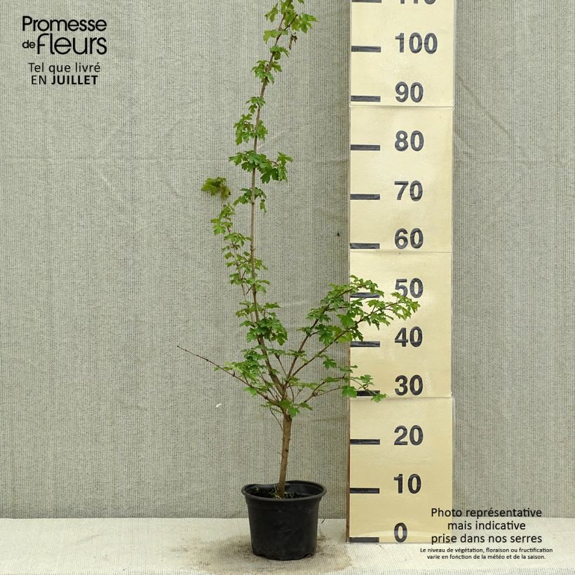 Amostra de Bordo-comum - Acer campestre Vaso de 2 L/3 L tal como entregue no verão