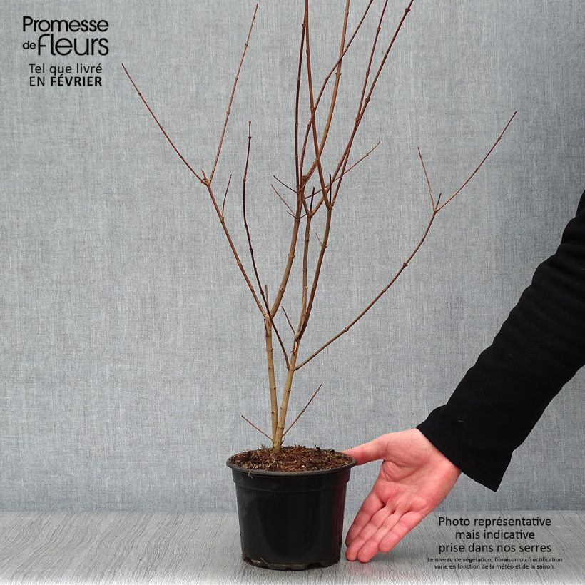 Amostra de Bordo-comum - Acer campestre Vaso de 2 L/3 L tal como entregue no inverno