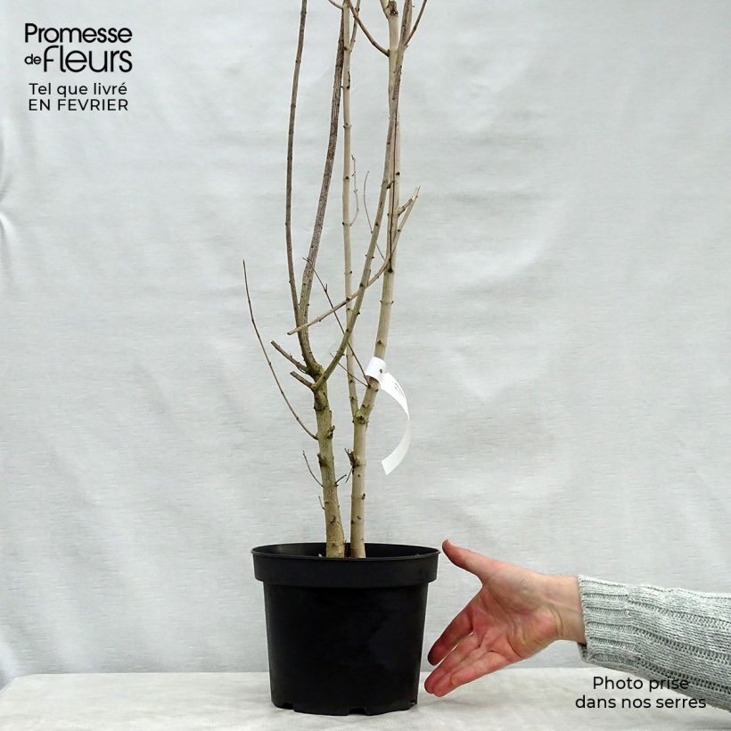 Amostra de Bordo-comum - Acer campestre Vaso de 4 L/5 L tal como entregue no inverno