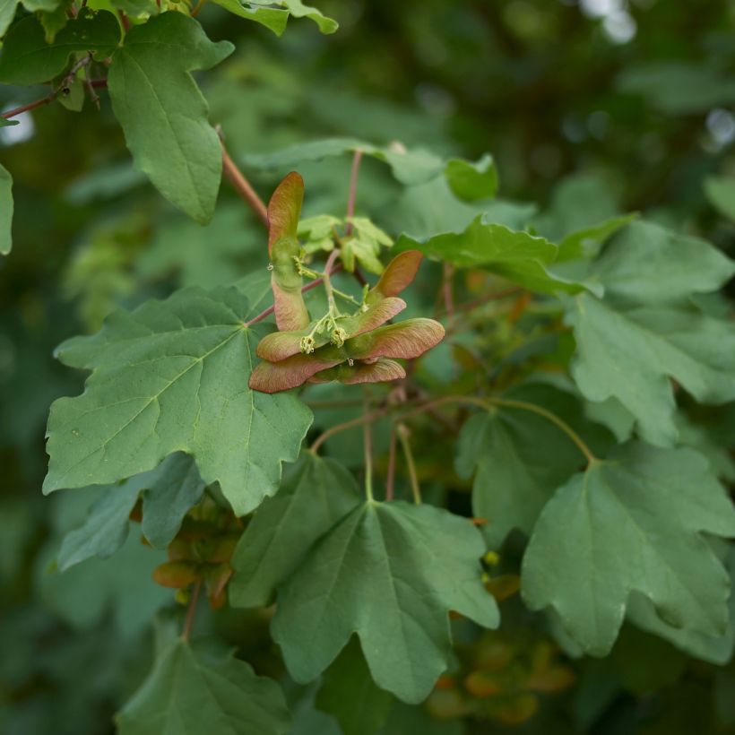 Bordo-comum - Acer campestre (Folhagem)