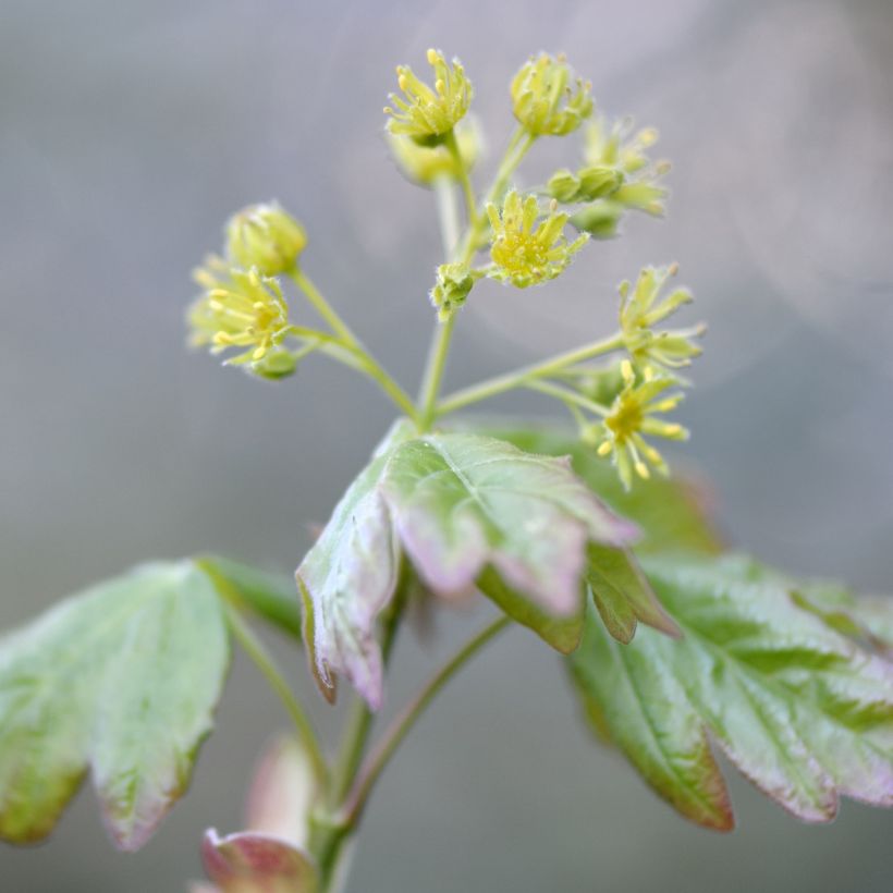 Bordo-comum - Acer campestre (Floração)