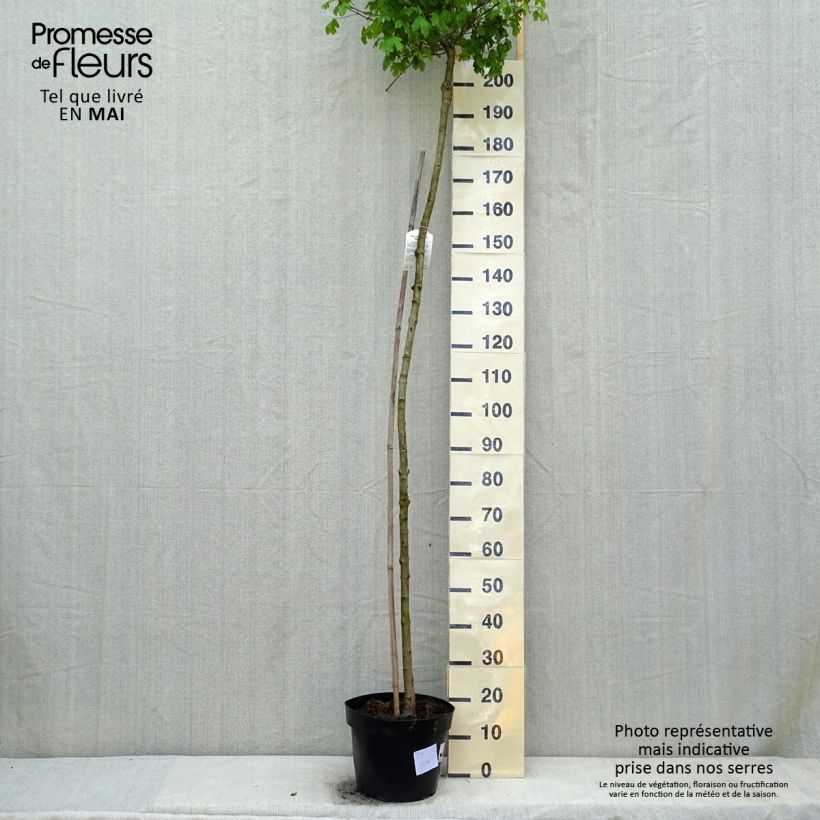 Amostra de Érable champêtre nain - Acer campestre Nanum Vaso de 20 L/25 L tal como entregue na primavera