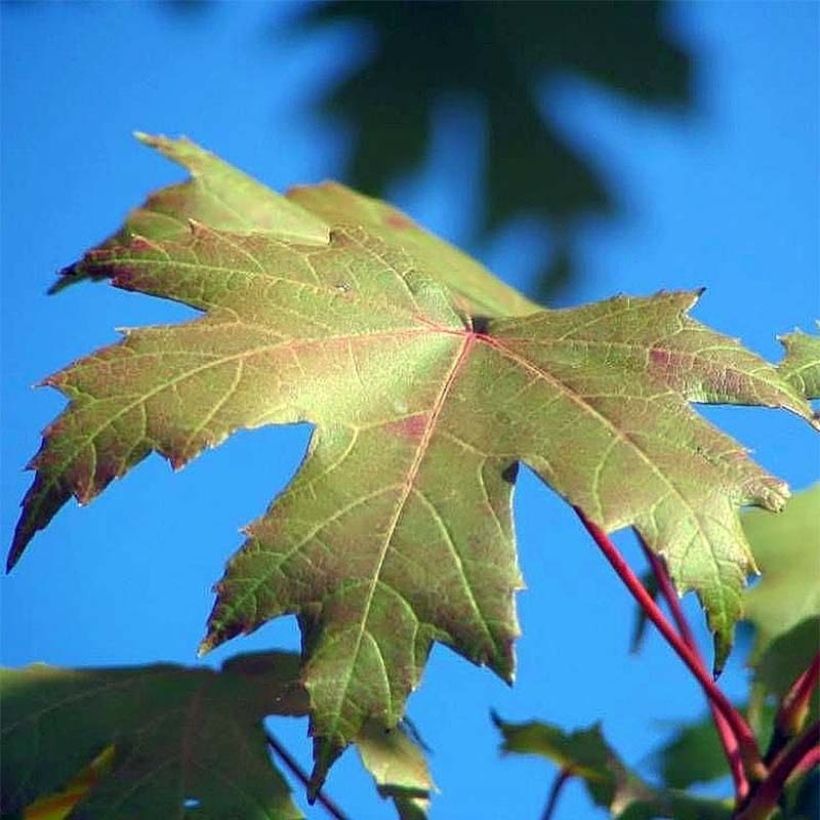Bordo-de-freeman Autumn Blaze - Acer freemanii (Folhagem)