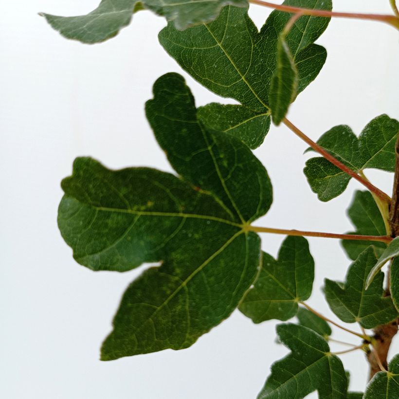 Acer monspessulanum (Folhagem)