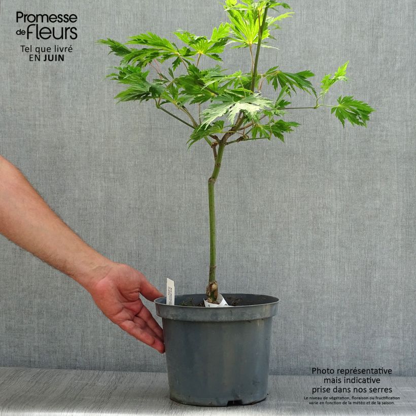 Amostra de Bordo do Japão Aconitifolium - Acer japonicum Vaso de 4 L/5 L tal como entregue no verão