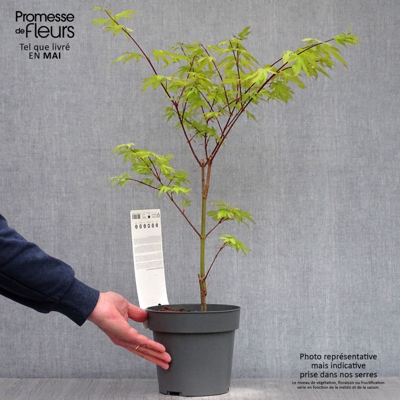 Amostra de Érable du Japon - Acer palmatum Anne Irene Vaso de 2 L/3 L tal como entregue na primavera