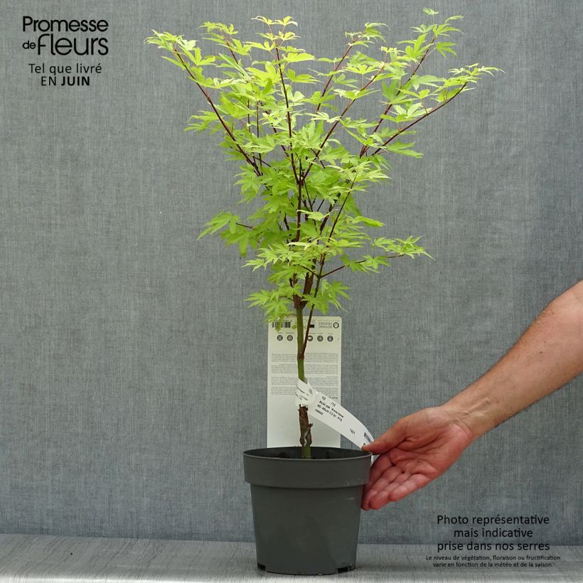 Amostra de Ácer-do-japão Anne Irene - Acer palmatum Vaso de 2 L/3 L tal como entregue no verão