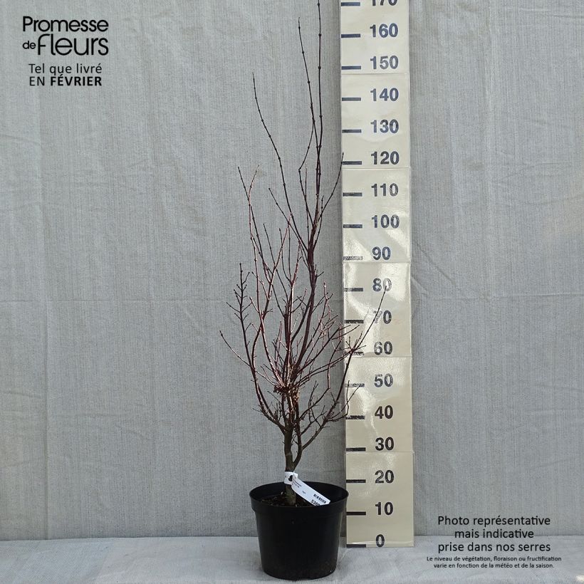 Amostra de Ácer-do-japão Atropurpureum - Acer palmatum Vaso de 4 L/5 L tal como entregue no inverno