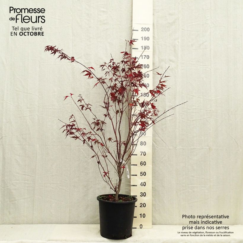Amostra de Ácer-do-japão Atropurpureum - Acer palmatum Vaso de 20 L/25 L tal como entregue no outono