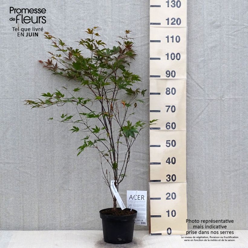 Amostra de Ácer-do-japão Atropurpureum - Acer palmatum Vaso de 2 L/3 L tal como entregue no verão