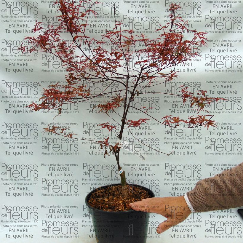 Exemplo de amostra de Erable du Japon - Acer palmatum Beni Komachi Vaso de 4 L/5 L tal como entregue