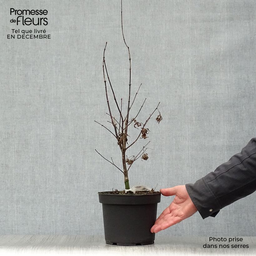 Amostra de Ácer-do-japão Bloodgood - Acer palmatum Vaso de 3 L/4 L tal como entregue no inverno