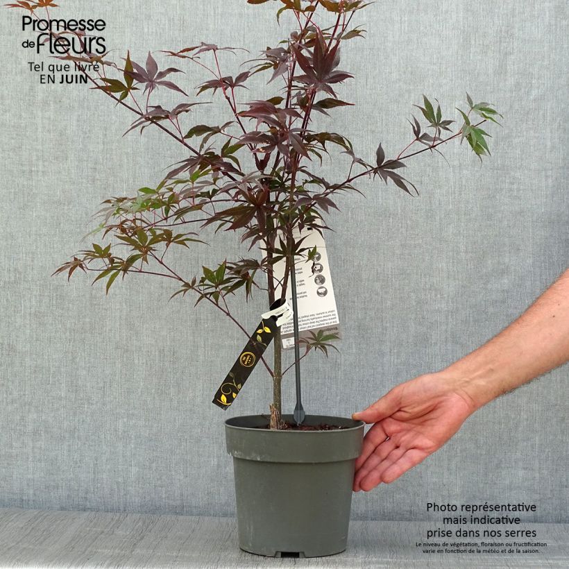 Amostra de Ácer-do-japão Bloodgood - Acer palmatum Vaso de 3 L/4 L tal como entregue no verão